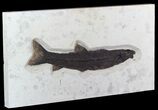 Rare, Long Notogoneus Fish Fossil - Wyoming #47549-2